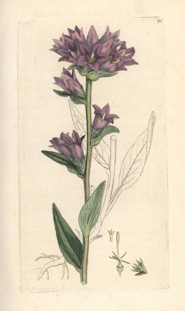 Klokkeblomst i klynge, Campanula glomerata (Campanule agglomeree) Håndfarvet kobberstik efter en illustration af James Sowerby fra James Smith