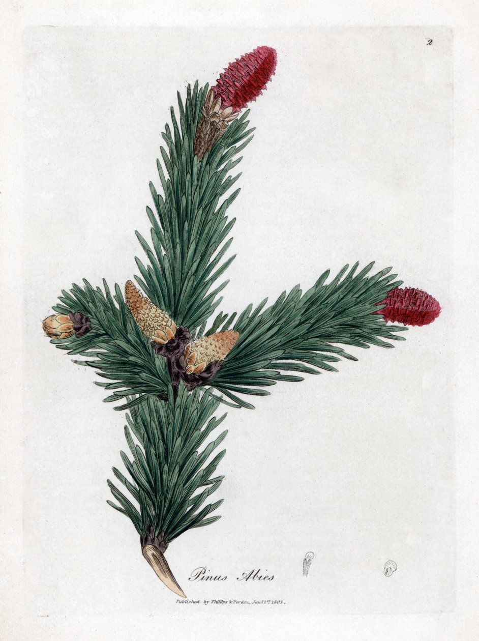 Almindelig Epicea - nordmannsgran, Pinus abies. Håndfarvet kobberstik fra en botanisk illustration af James Sowerby fra William Woodville og Sir William Jackson Hookers "" Medical Botany,"" John Bohn, London af James Sowerby