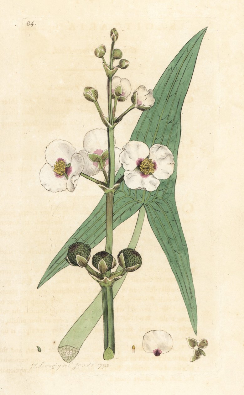 Almindelig pilespids, Sagittaria sagittifolia (sagittarius) Håndfarvet kobberstik efter en illustration af James Sowerby fra James Smith