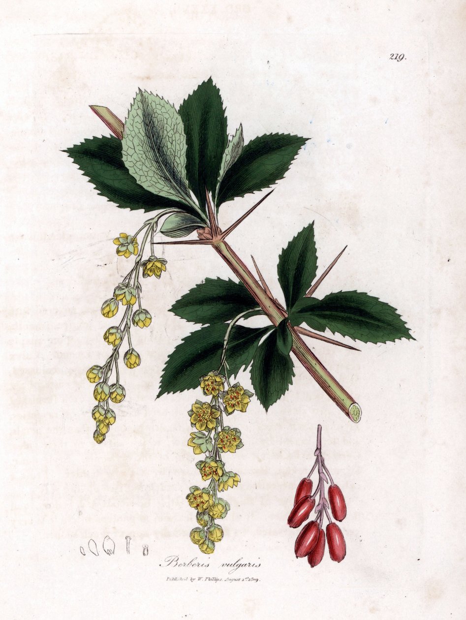 Almindelig berberis - Almindelig berberis, Berberis vulgaris. Håndfarvet kobberstik fra en botanisk illustration af James Sowerby fra William Woodville og Sir William Jackson Hookers "" Medical Botany,"" John Bohn, London af James Sowerby