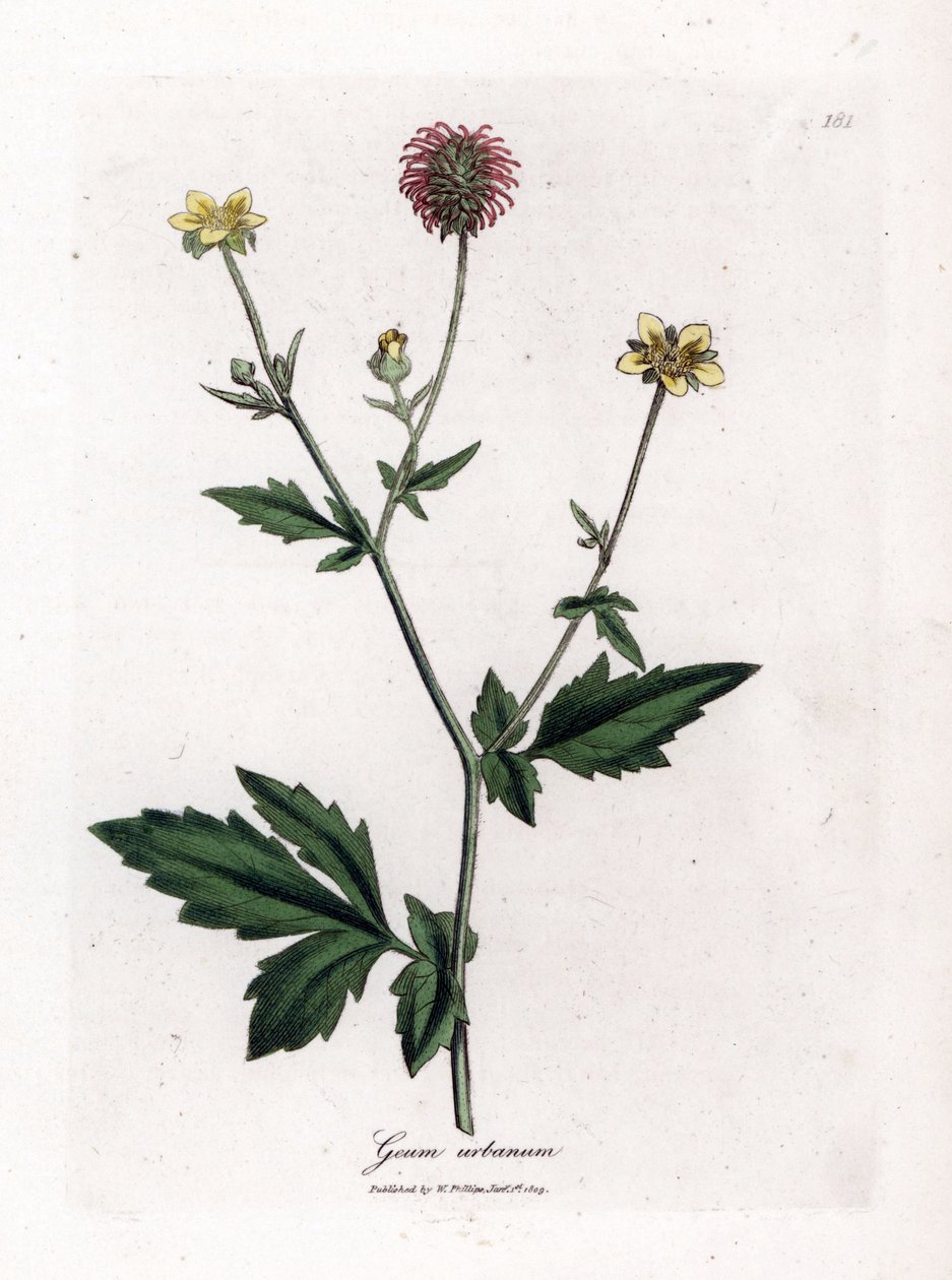 Almindelig benoit eller græs af Saint Benoit - Wood avens, Geum urbanum. Håndfarvet kobberstik fra en botanisk illustration af James Sowerby fra William Woodville og Sir William Jackson Hookers "" Medical Botany,"" John Bohn, London af James Sowerby