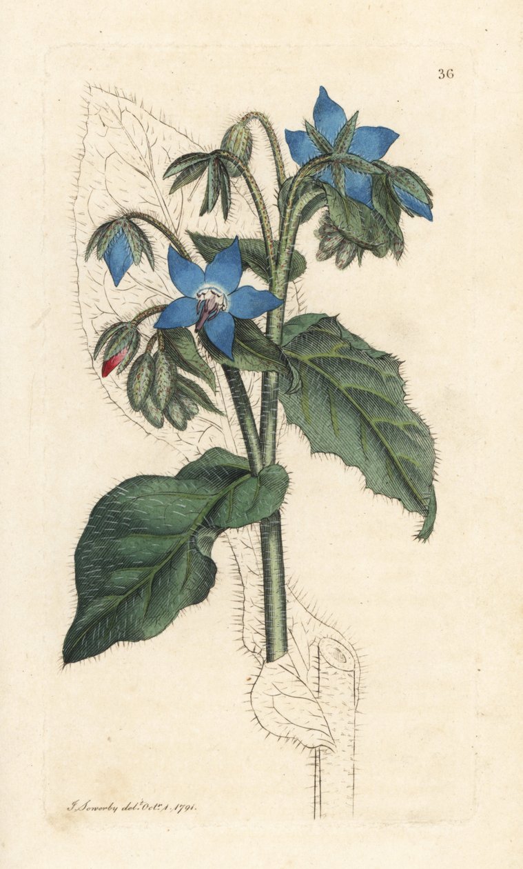 Almindelig borage, Borago officinalis (Bourrache officinale) Håndfarvet kobberstik efter en illustration af James Sowerby fra James Smith