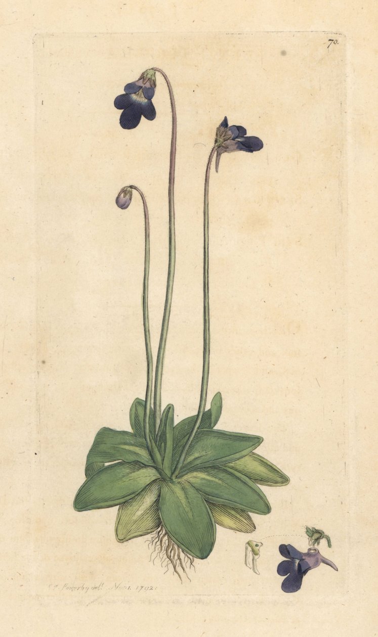 Almindelig smørurt, Pinguicula vulgaris (græsset) Håndfarvet kobberstik efter en illustration af James Sowerby fra James Smith