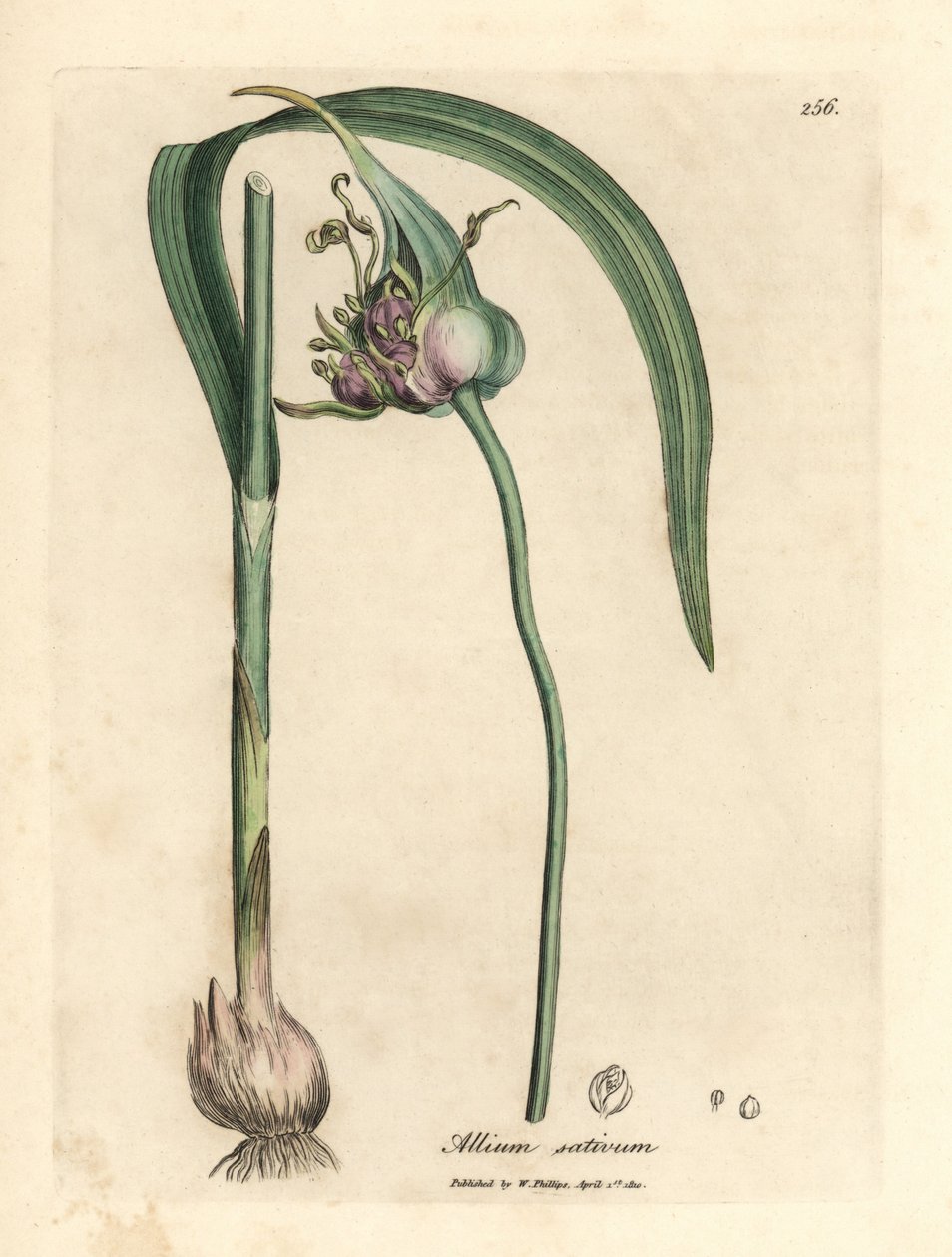 Almindelig dyrket hvidløg, Allium sativum af James Sowerby