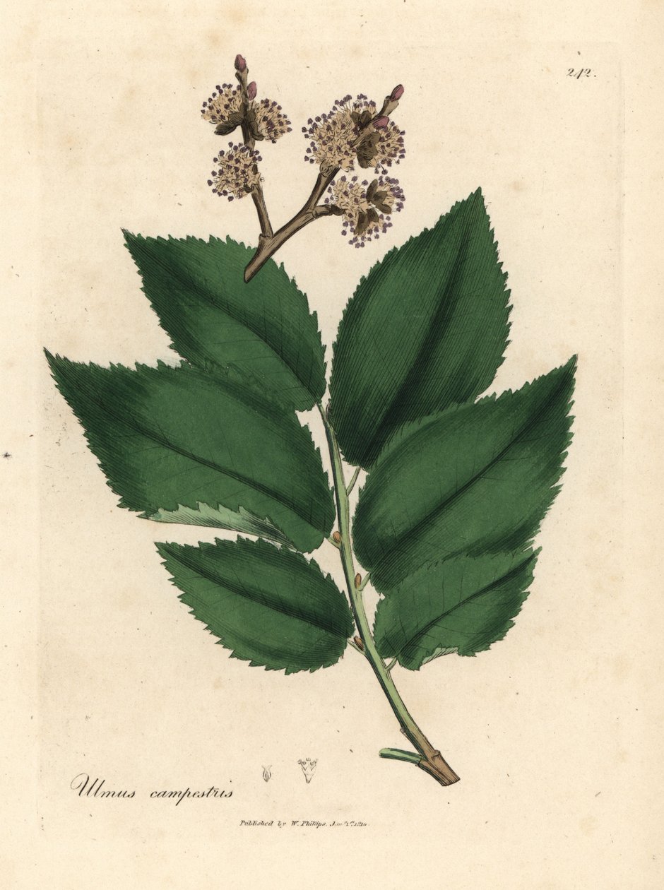 Almindelig elmetræ, Ulmus plainstris af James Sowerby