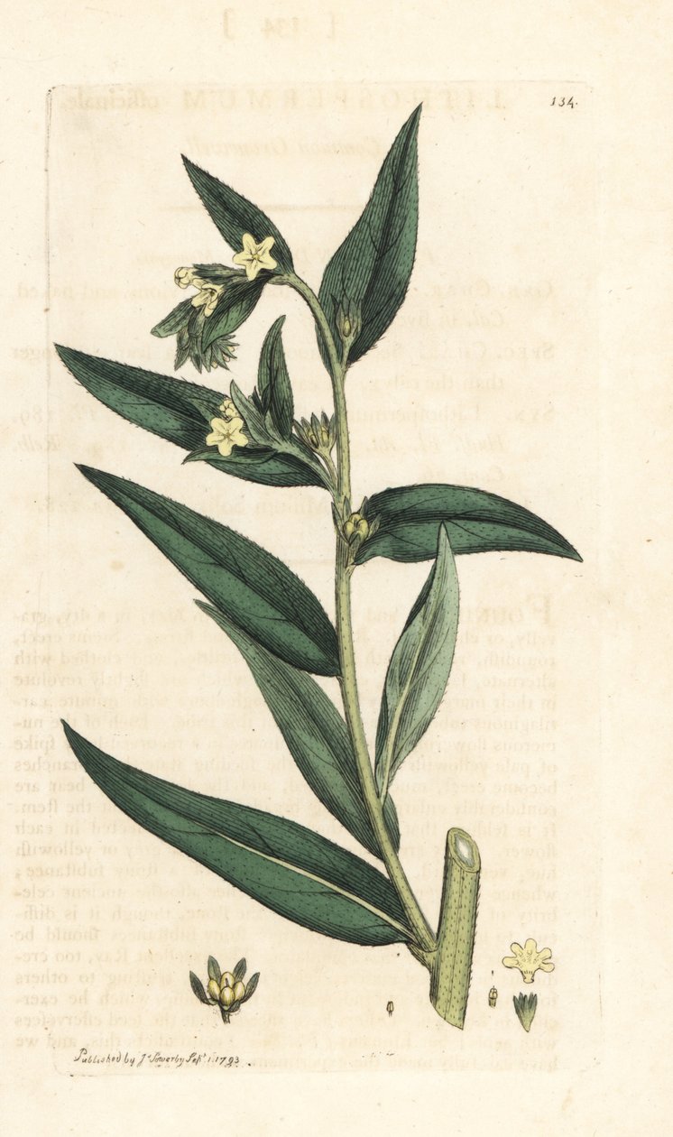Almindelig grombrønd, Lithospermum officinale (Gremil officinal) Håndfarvet kobberstik efter en illustration af James Sowerby fra James Smith