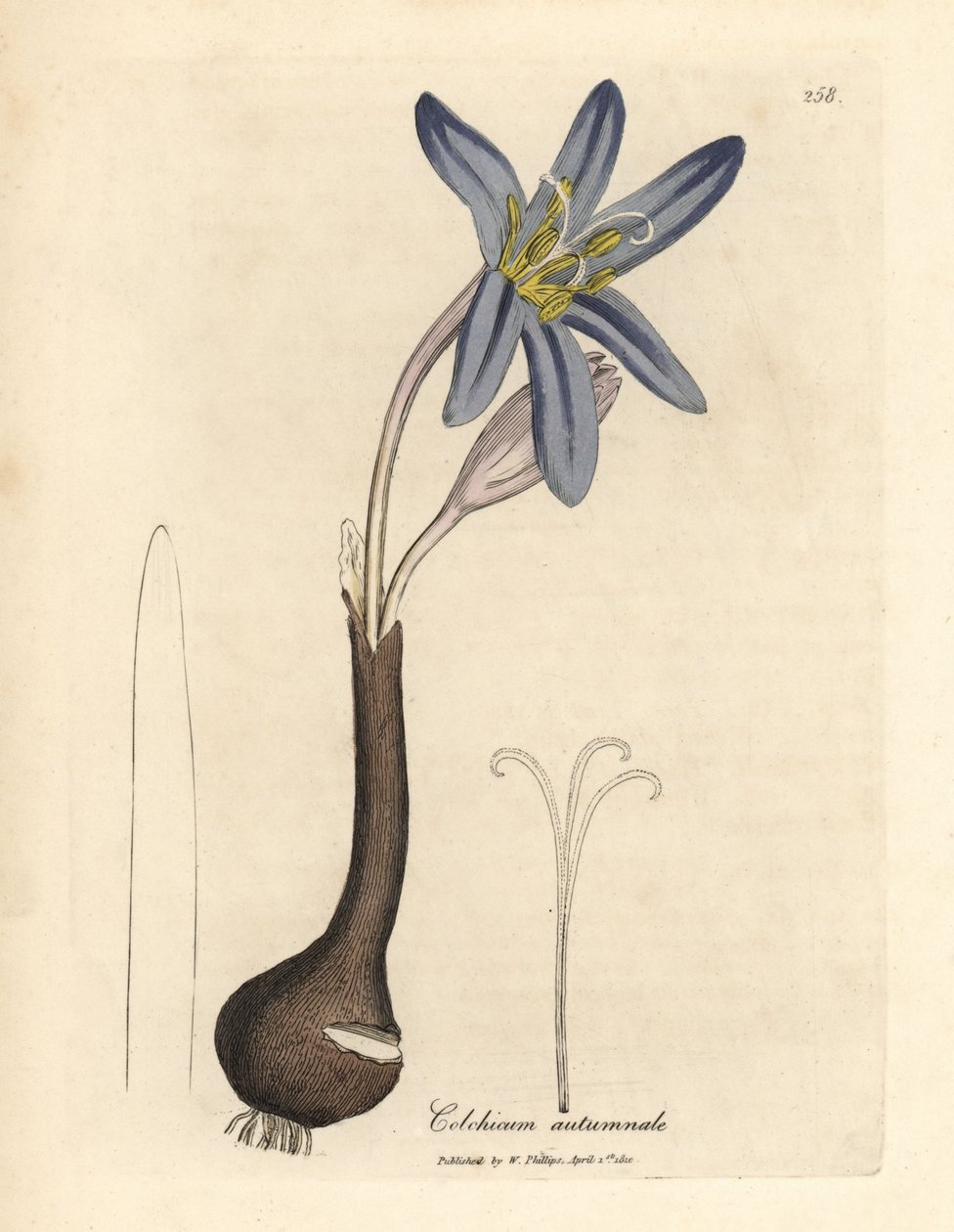 Almindelig eng safran, Colchicum autumnale af James Sowerby