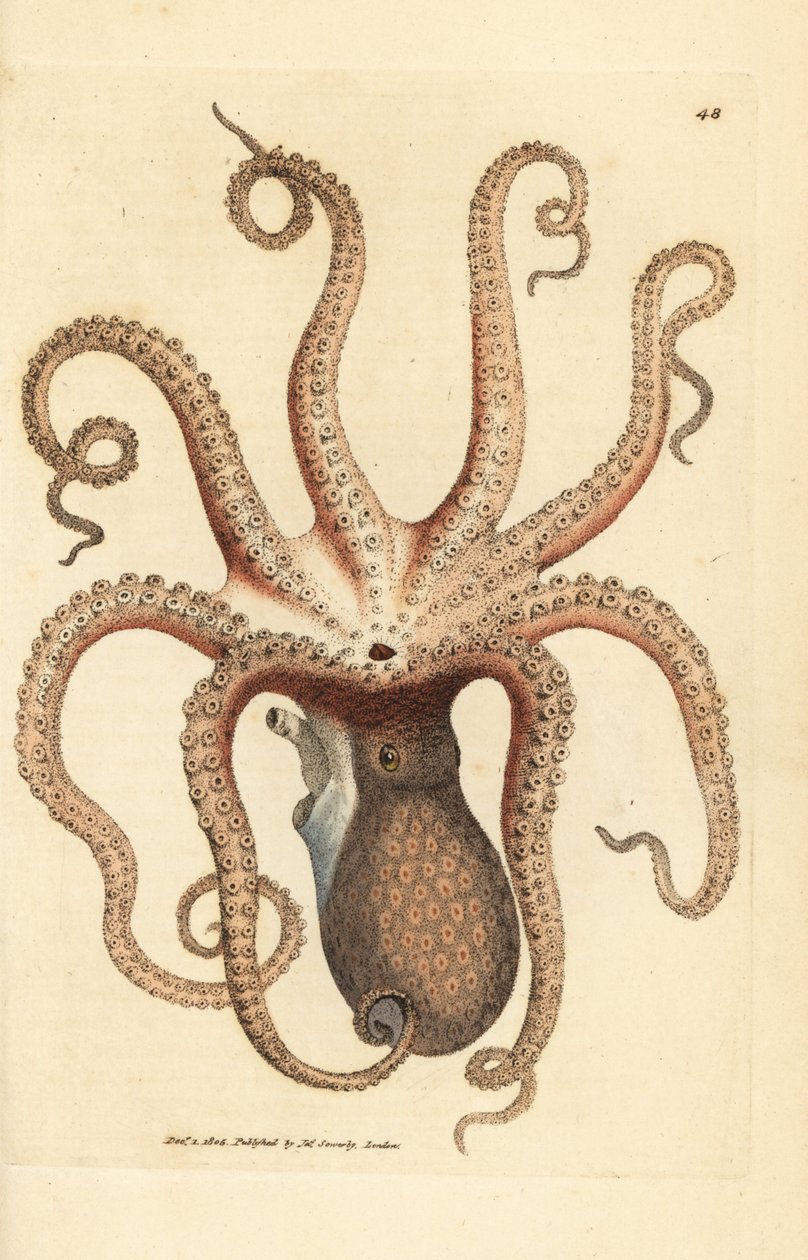 Almindelig blæksprutte, blæksprutte vulgaris (ottearmet blæksprutte, sepia blæksprutte). Håndfarvet kobberstik af James Sowerby fra The British Miscellany, eller farvede figurer af nye, sjældne eller lidet kendte dyreemner. af James Sowerby