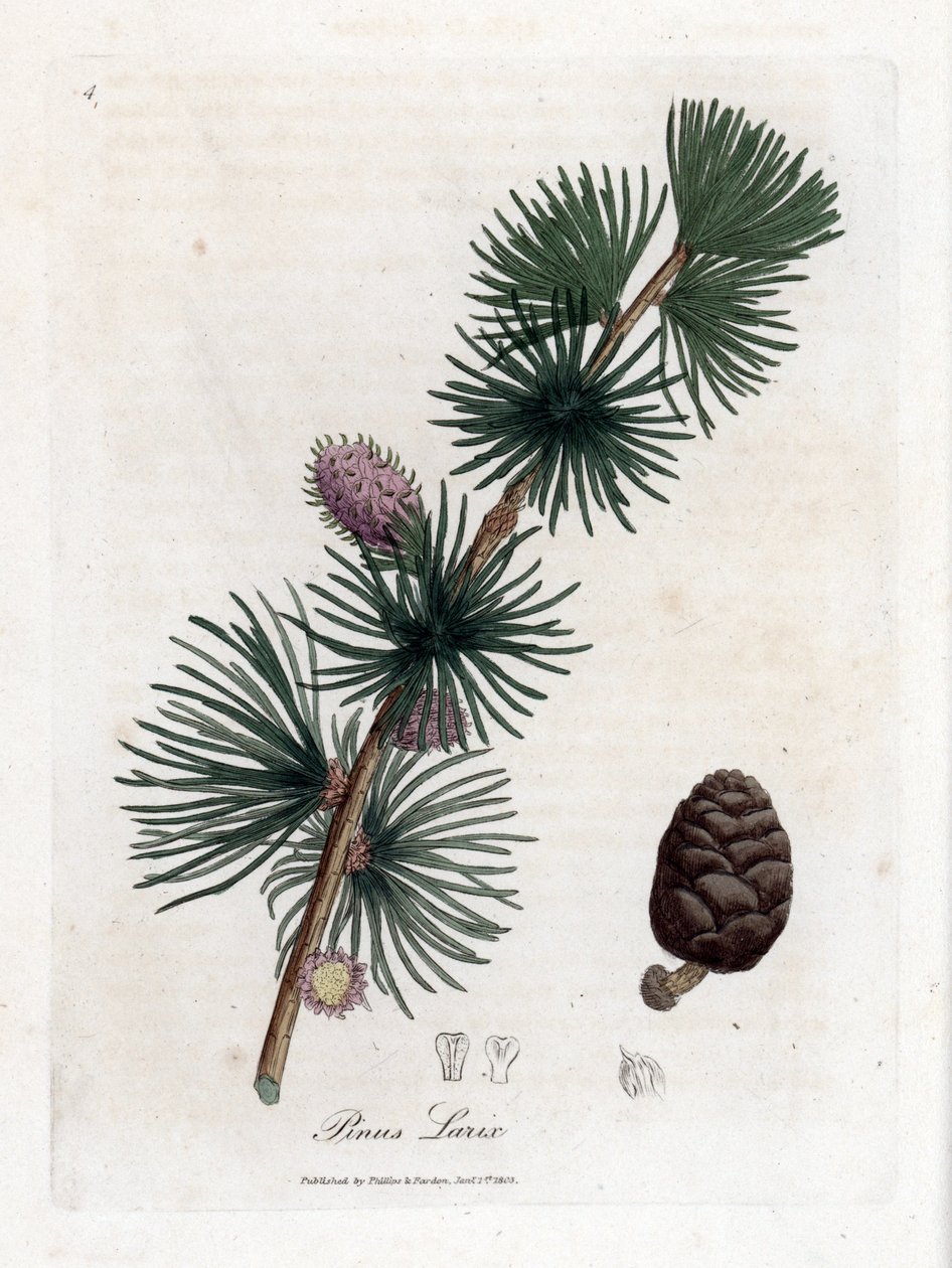 Almindelig eller europæisk meleze - europæisk lærketræ, Larix decidua. Håndfarvet kobberstik fra en botanisk illustration af James Sowerby fra William Woodville og Sir William Jackson Hookers "" Medical Botany,"" John Bohn, London af James Sowerby
