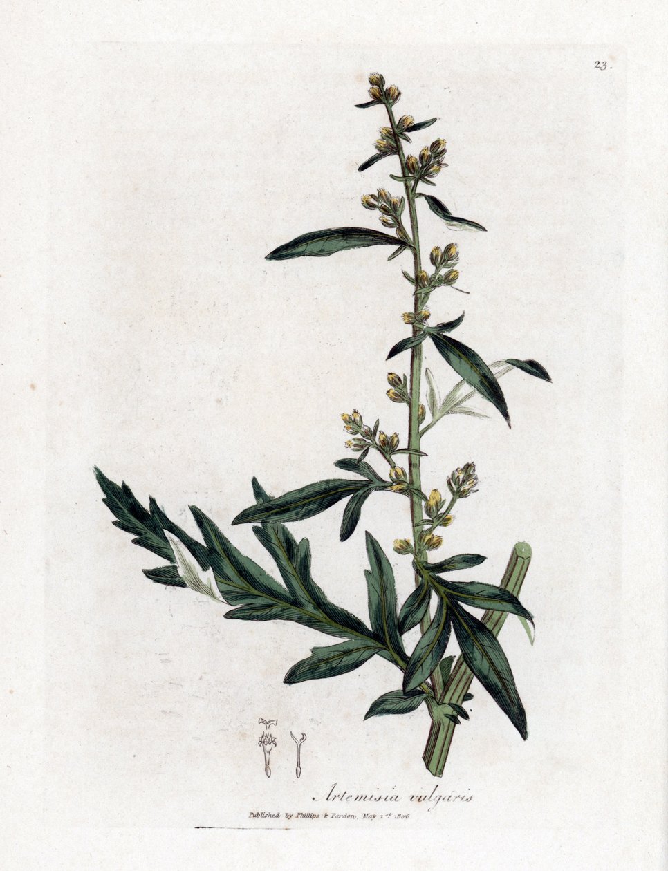 Almindelig eller vulgær bynke - Bynke, Artemisia vulgaris. Håndfarvet kobberstik fra en botanisk illustration af James Sowerby fra William Woodville og Sir William Jackson Hookers "" Medical Botany,"" John Bohn, London af James Sowerby