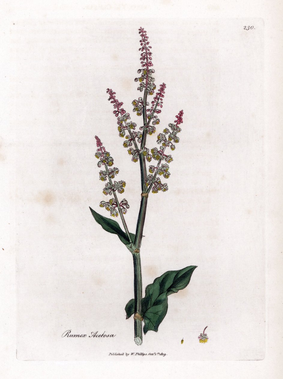 Almindelig oseillle eller stor syre - Havesyre, Rumex acetosa. Håndfarvet kobberstik fra en botanisk illustration af James Sowerby fra William Woodville og Sir William Jackson Hookers "" Medical Botany,"" John Bohn, London af James Sowerby
