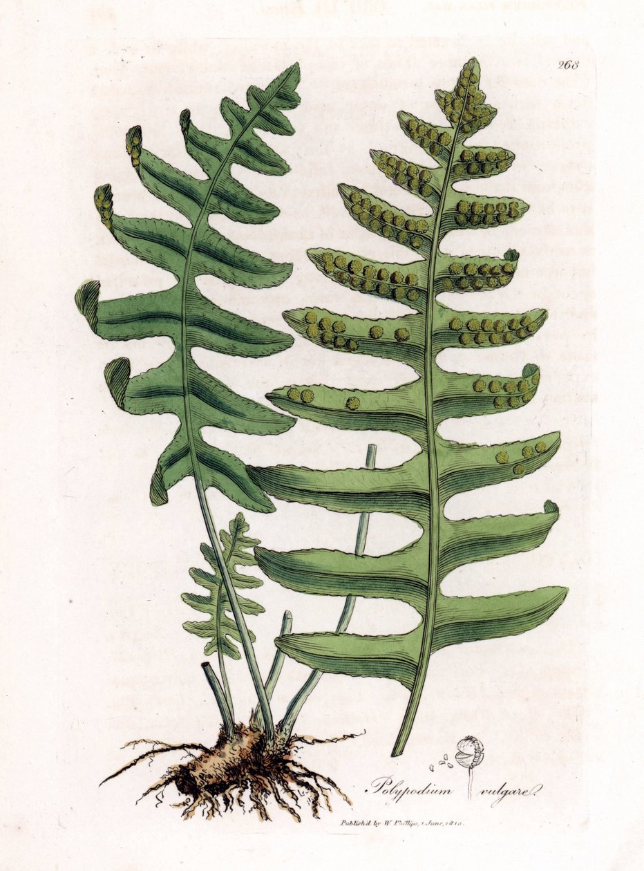 Almindelig polypoda eller trælakrids (bregne) - Almindelig polypode, Polypodium vulgare. Håndfarvet kobberstik fra en botanisk illustration af James Sowerby fra William Woodville og Sir William Jackson Hookers "" Medical Botany,"" John Bohn, London af James Sowerby