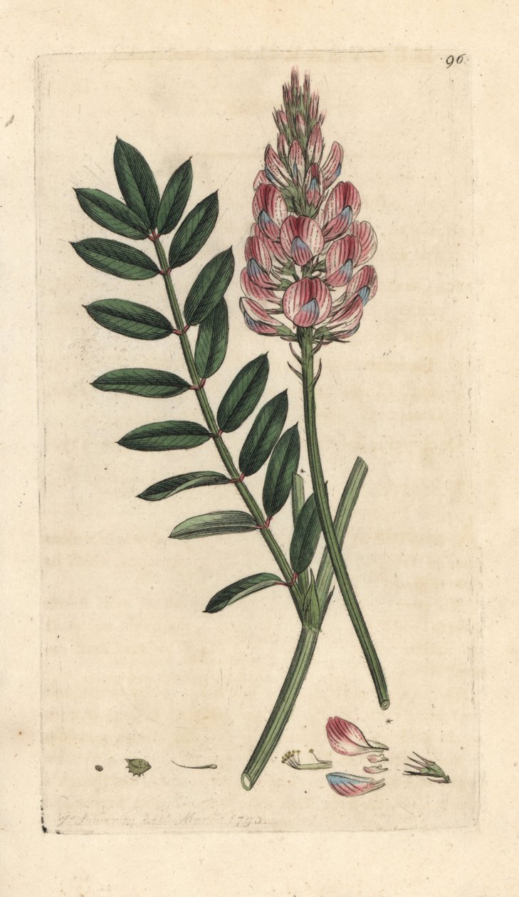 Almindelig sainfoin, Onobrychis viciifolia (Hedysarum onobrychis) (Sainfoin cultive) Håndfarvet kobberstik efter en illustration af James Sowerby fra James Smith