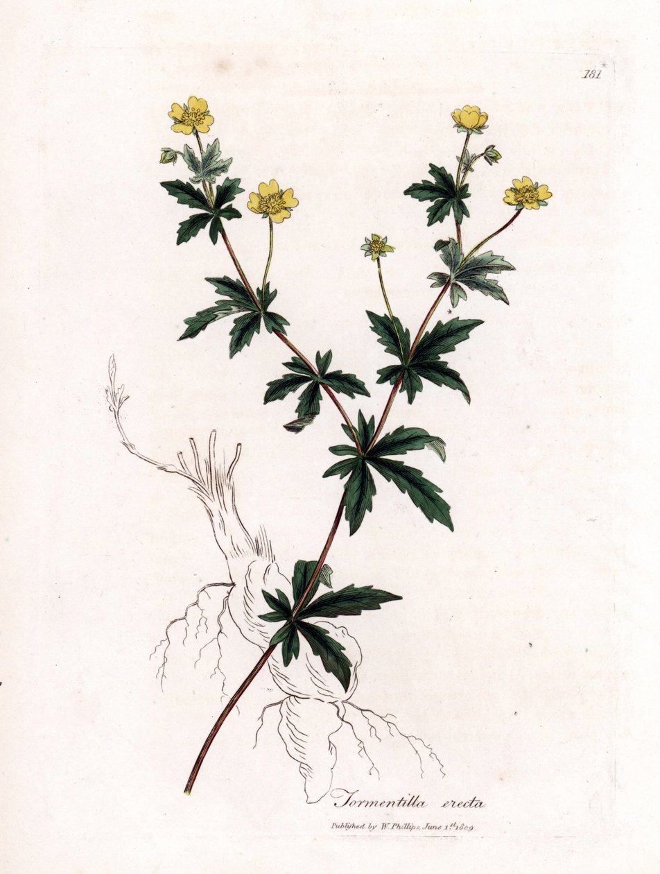 Almindelig tormentil, Potentilla erecta. Håndfarvet kobberstik fra en botanisk illustration af James Sowerby fra William Woodville og Sir William Jackson Hookers "" Medical Botany,"" John Bohn, London af James Sowerby