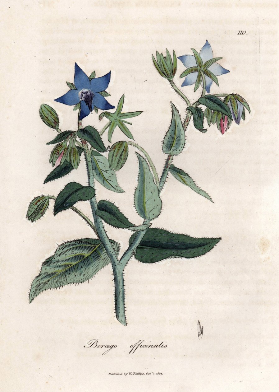 Kompendial borage. Håndfarvet kobberstik fra en tegning af James Sowerby (1757-1822), i Botanique Medicinale af James Sowerby