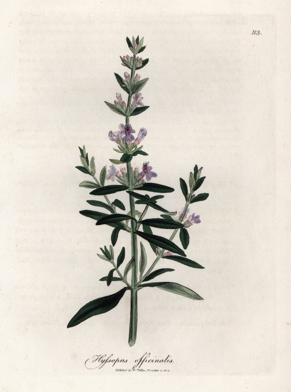 Kompendiel isop. Håndfarvet kobberstik fra en tegning af James Sowerby (1757-1822), i Botanique Medicinale af James Sowerby