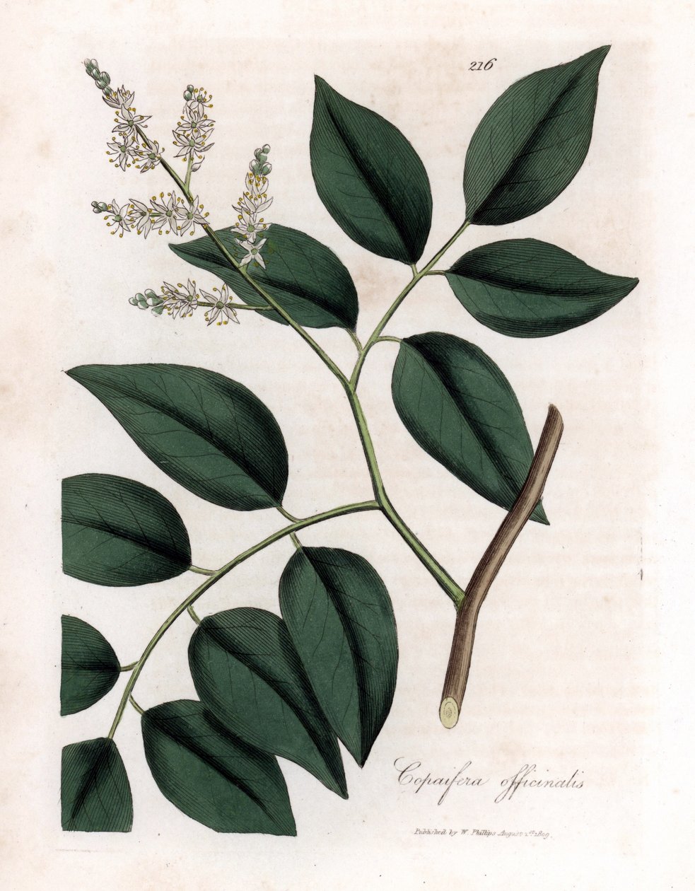 Copaier - Balsam af Copaiva, Copaifera officinalis. Håndfarvet kobberstik fra en botanisk illustration af James Sowerby fra William Woodville og Sir William Jackson Hookers "" Medical Botany,"" John Bohn, London af James Sowerby
