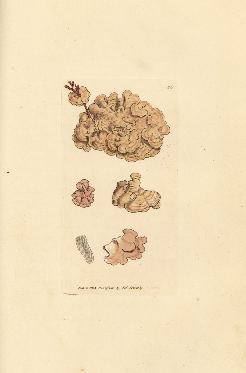 Coralline art, Corallina auriculariaeformis. (Cactus coralline, Halimedia opuntia?) Håndfarvet kobberstik af James Sowerby fra The British Miscellany, eller farvede figurer af nye, sjældne eller lidet kendte dyreemner. af James Sowerby