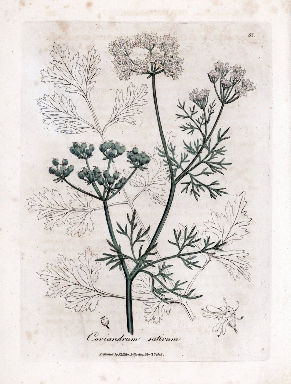 Koriander (Coriandrum sativum). Håndfarvet kobberstik fra en illustration af James Sowerby. Uddrag fra William Woodvilles og Sir William Jackson Hookers bog "" Botanique medicinale"" 1832. Den utrættelige Sowerby (1757-1822) trak mere end af James Sowerby