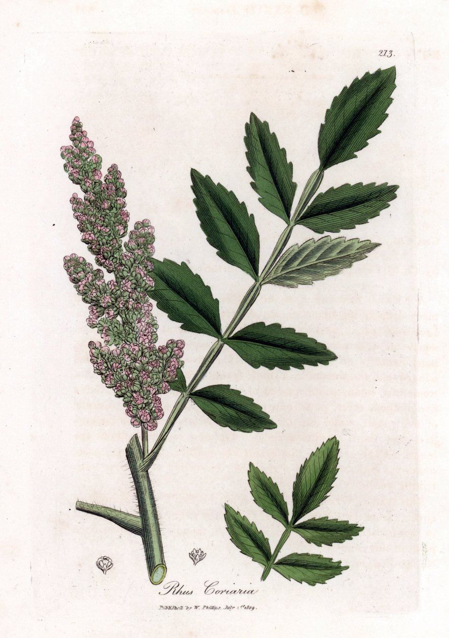 Corroyere eller sumac af corroyeurs eller rejsende - Elm-leaved sumac, Rhus coriaria. Håndfarvet kobberstik fra en botanisk illustration af James Sowerby fra William Woodville og Sir William Jackson Hookers "" Medical Botany,"" John Bohn, London af James Sowerby
