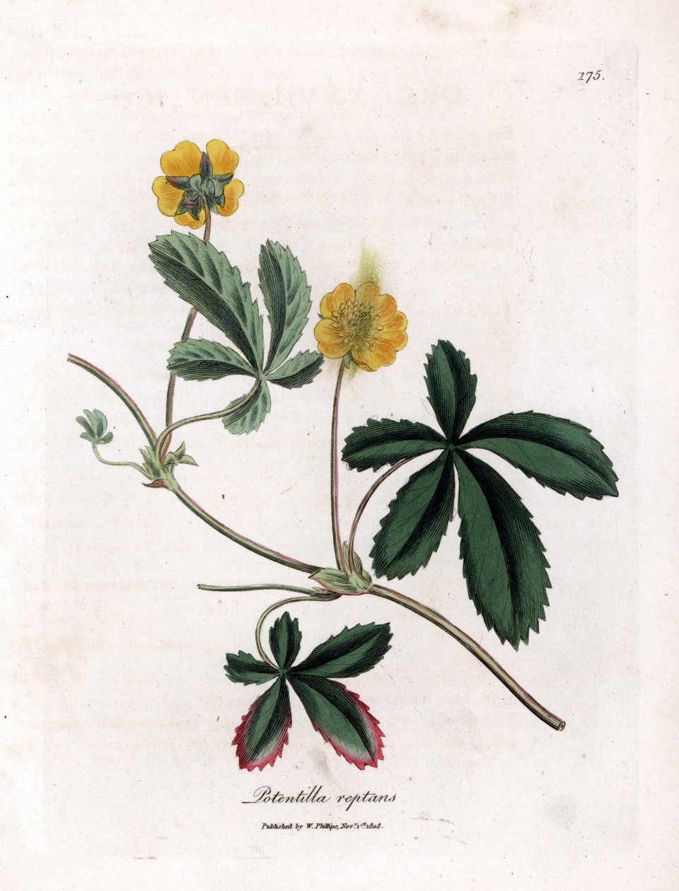 Krybende cinquefoil eller quintefeuille - Almindelig cinquefoil, Potentilla reptans. Håndfarvet kobberstik fra en botanisk illustration af James Sowerby fra William Woodville og Sir William Jackson Hookers "" Medical Botany,"" John Bohn, London af James Sowerby