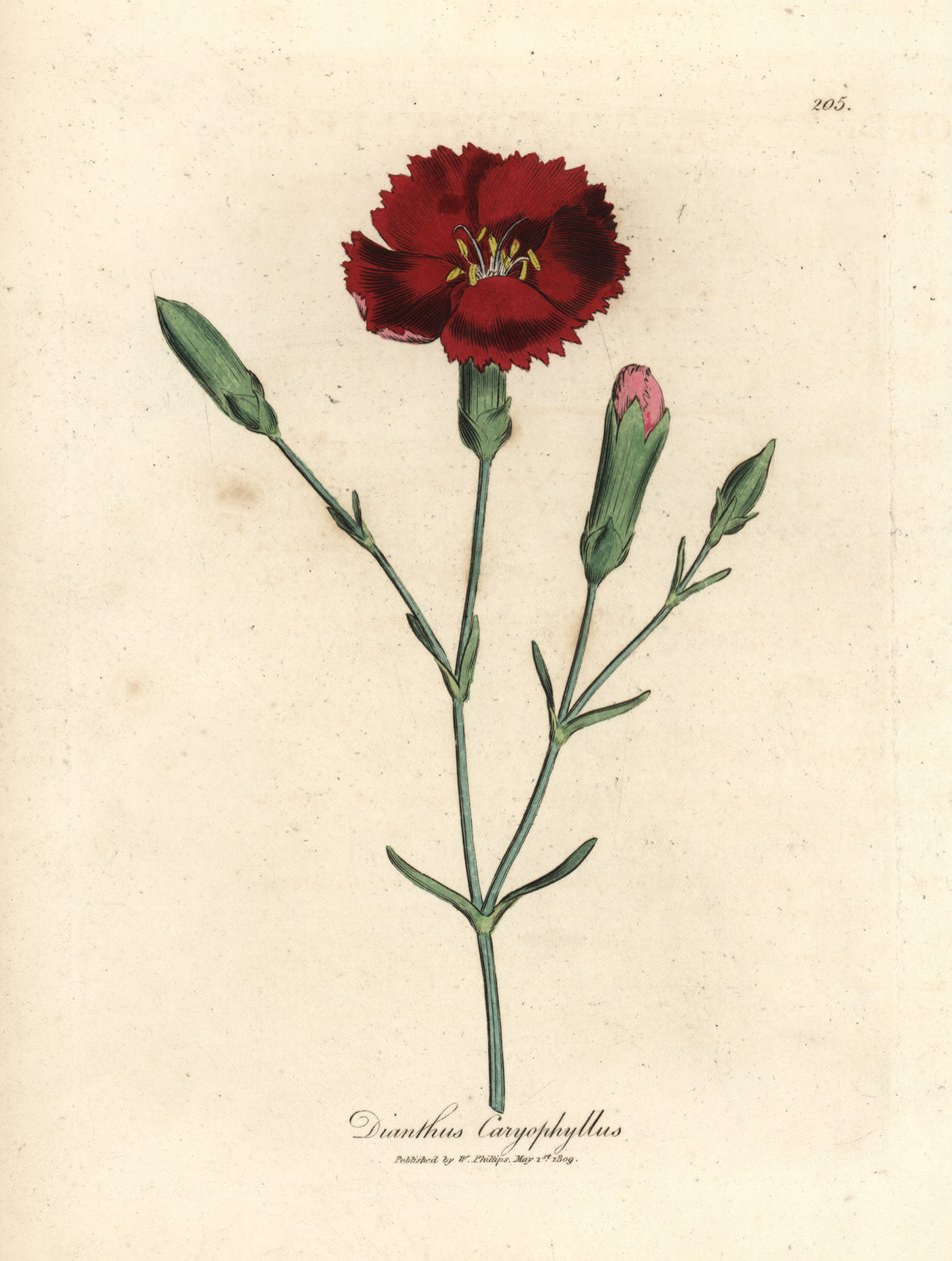 Crimson nellike, nellike pink, Dianthus caryophyllus af James Sowerby