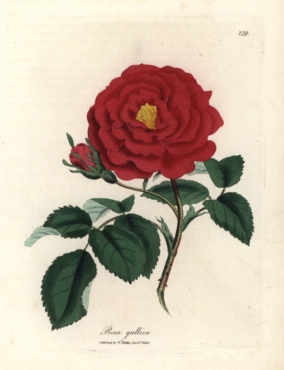 Crimson officinal rose, Rosa gallica af James Sowerby