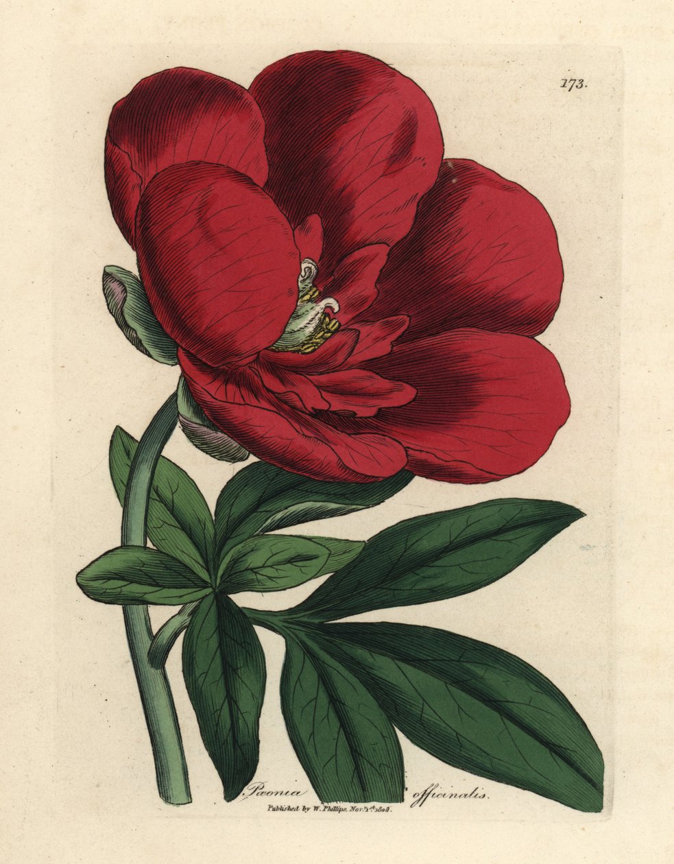 Crimson pæon, Paeonia officinalis af James Sowerby