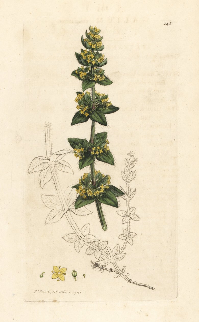 Korsurt eller glat strå, Cruciata laevipes (Galium cruciatum). Håndfarvet kobberstik efter en illustration af James Sowerby fra James Smith