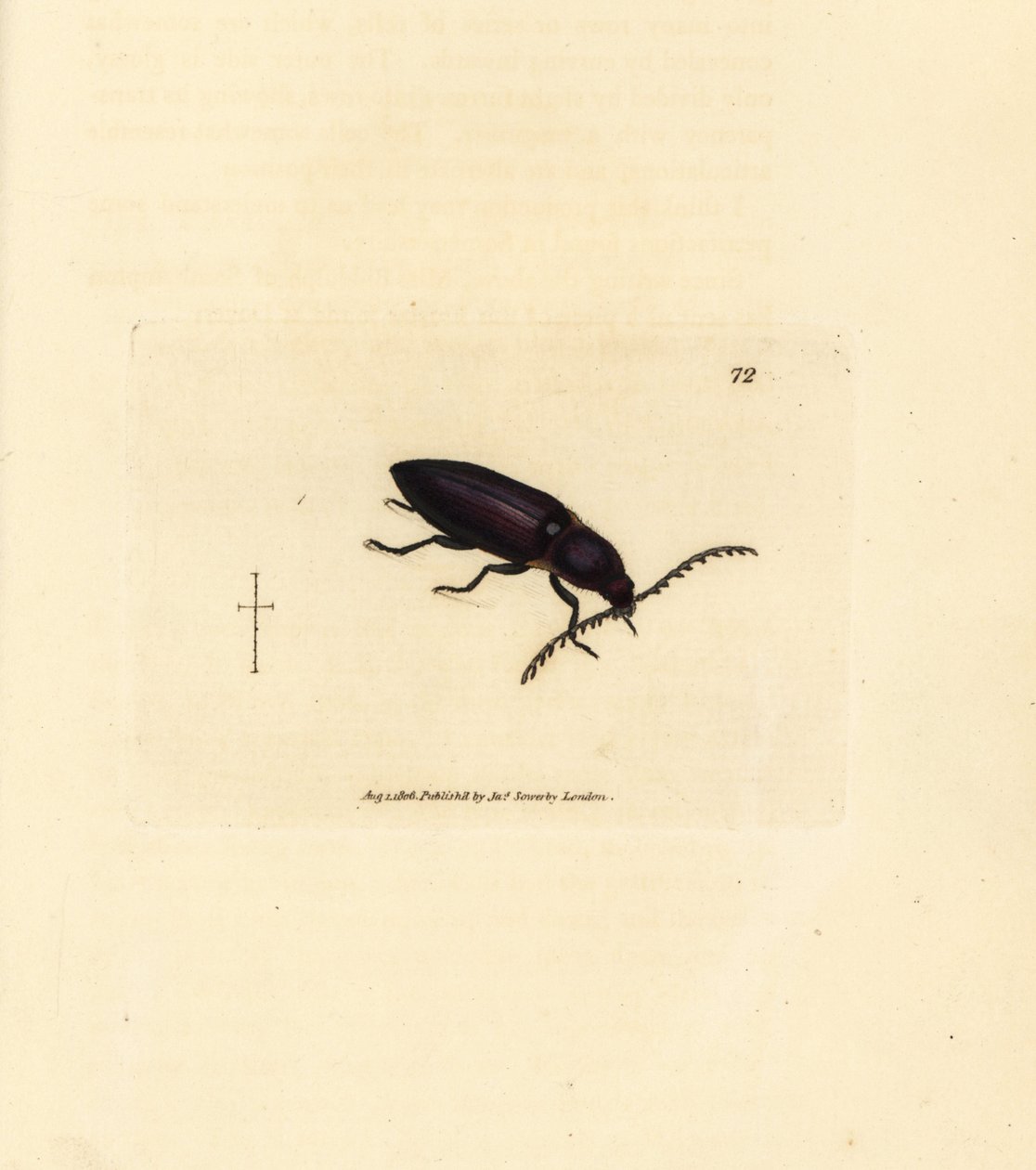 Ctenicera cuprea bille (Elater chalybeus). Håndfarvet kobberstik af James Sowerby fra The British Miscellany, eller farvede figurer af nye, sjældne eller lidet kendte dyreemner. af James Sowerby