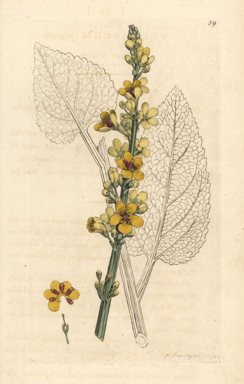 Mørk mullein, Verbasum nigrum (sort molene) Håndfarvet kobberstik efter en illustration af James Sowerby fra James Smith