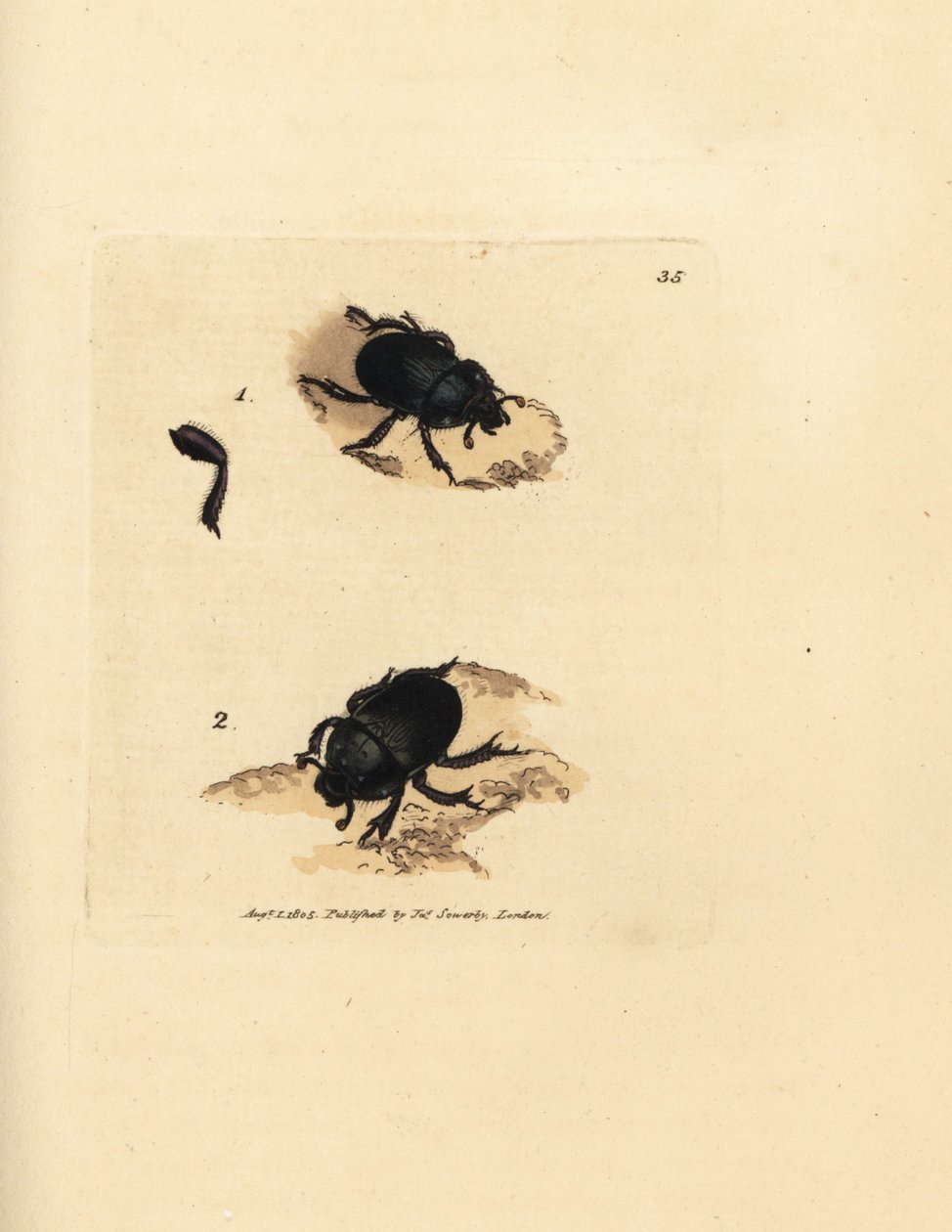 Dorbille eller jordborende møgbille, Geotrupes puncticollis (Scarabaeus spiniger). Håndfarvet kobberstik af James Sowerby fra The British Miscellany, eller farvede figurer af nye, sjældne eller lidet kendte dyreemner. af James Sowerby