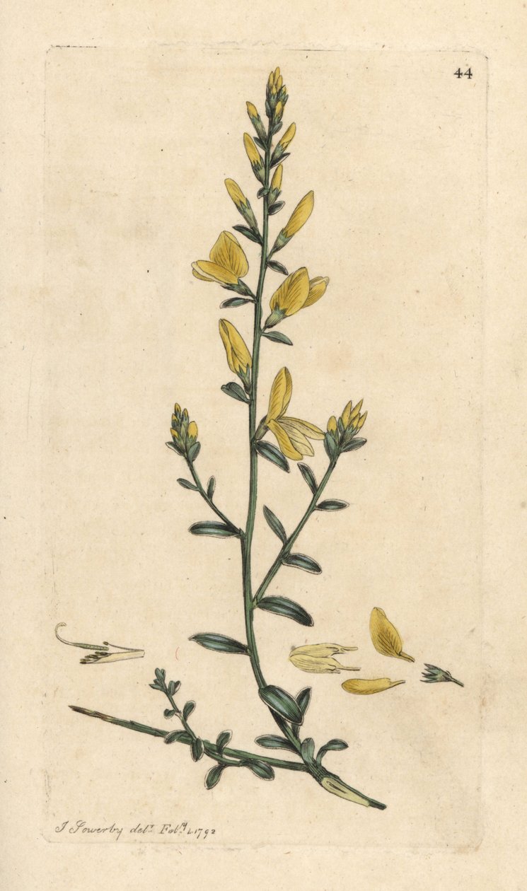 Farverens kost eller farverens greenweed, Genista tinctoria Håndfarvet kobberstik efter en illustration af James Sowerby fra James Smith