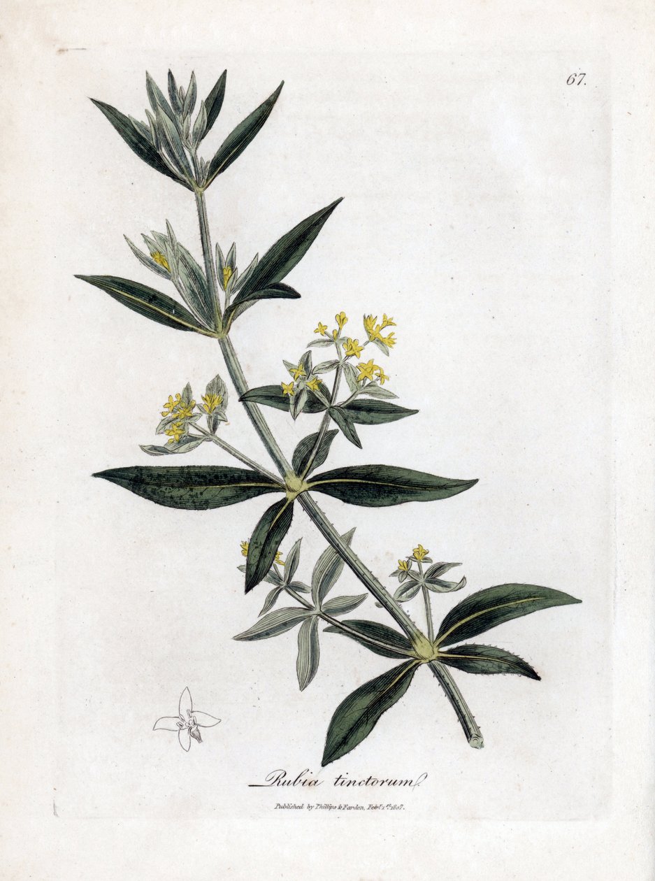 Dyer