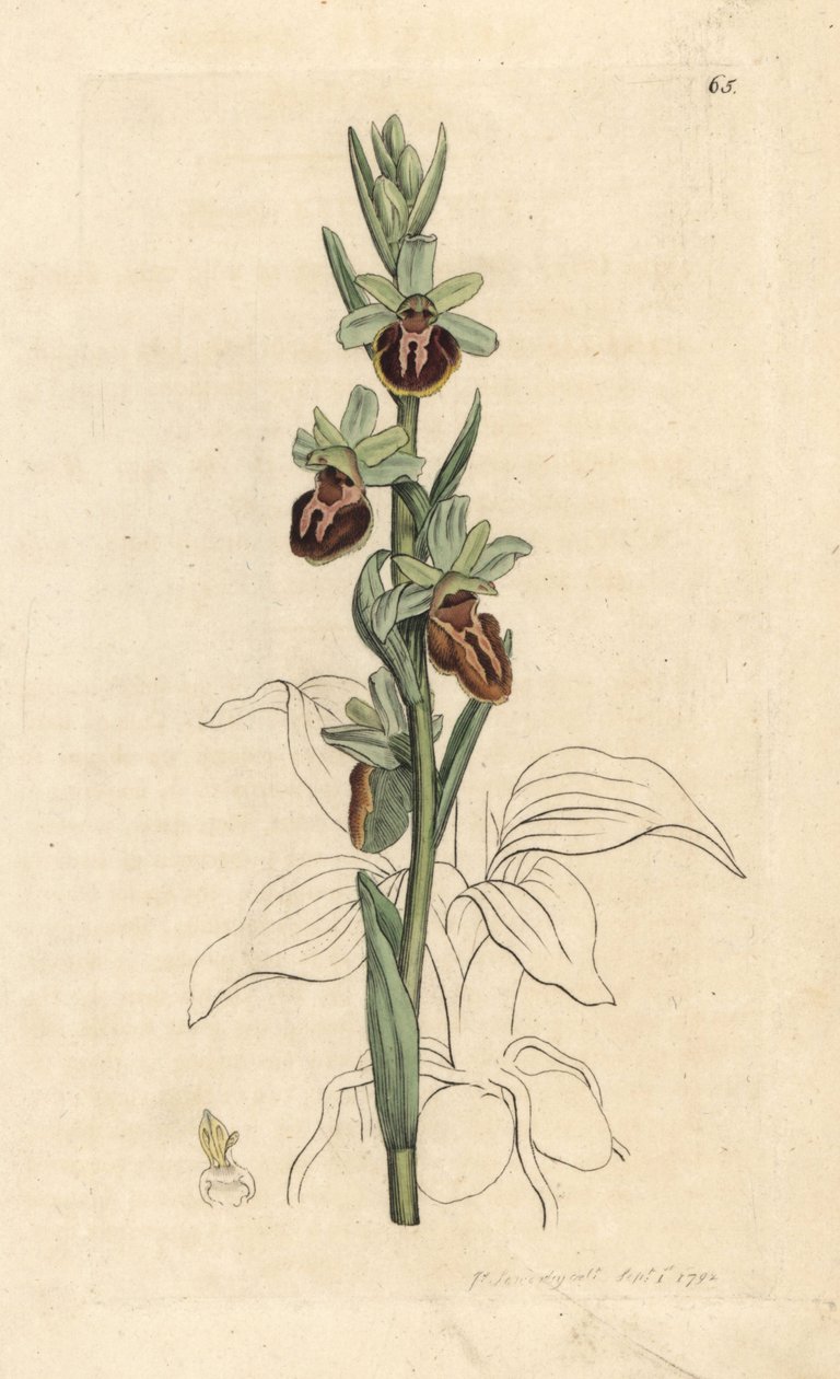 Tidlig edderkoporkidé, Ophrys sphegodes (Spider orchis, Ophrys aranifera). Håndfarvet kobberstik efter en illustration af James Sowerby fra James Smith
