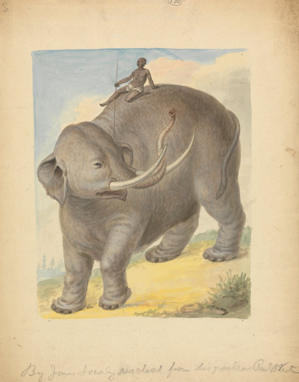 Elefant med rytter af James Sowerby