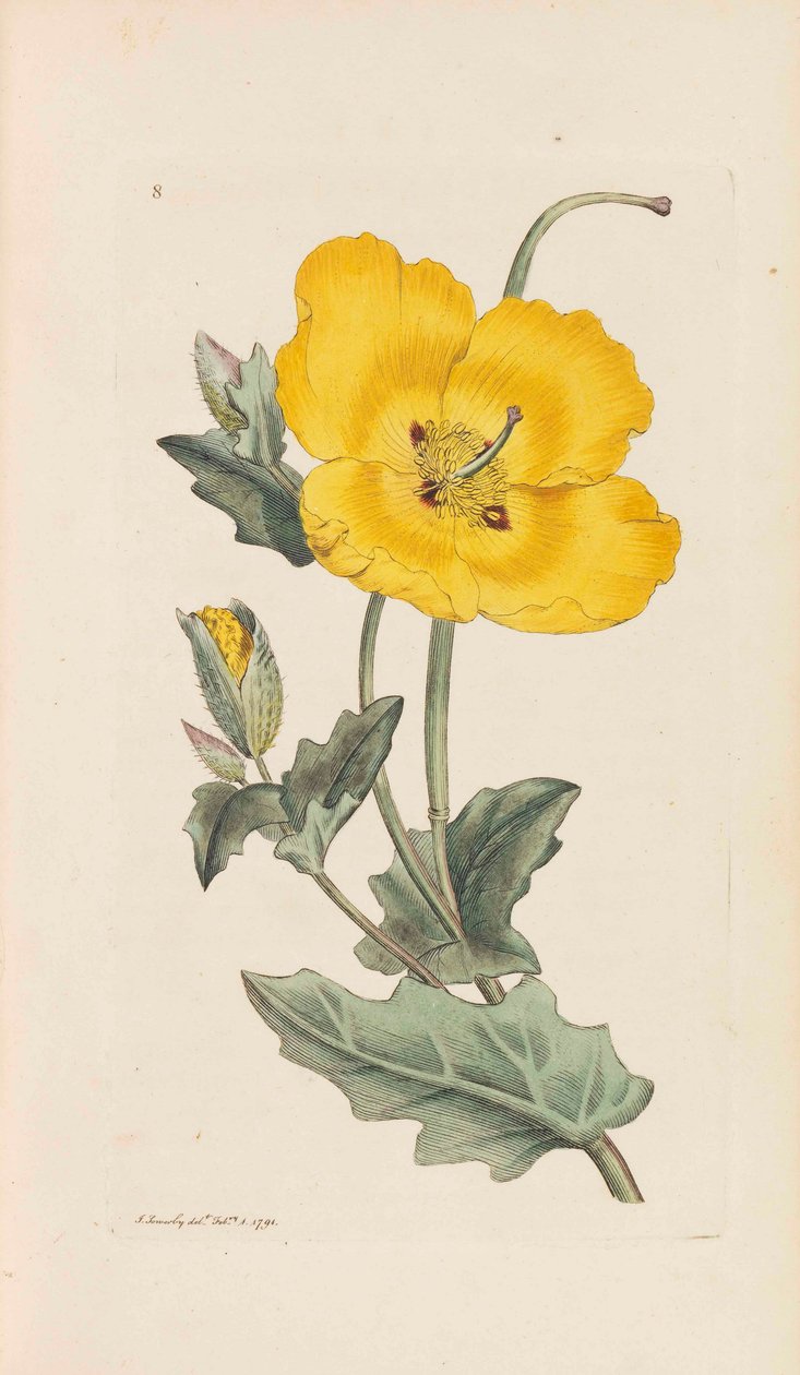 Engelsk botanik, 1790-1800. af James Sowerby
