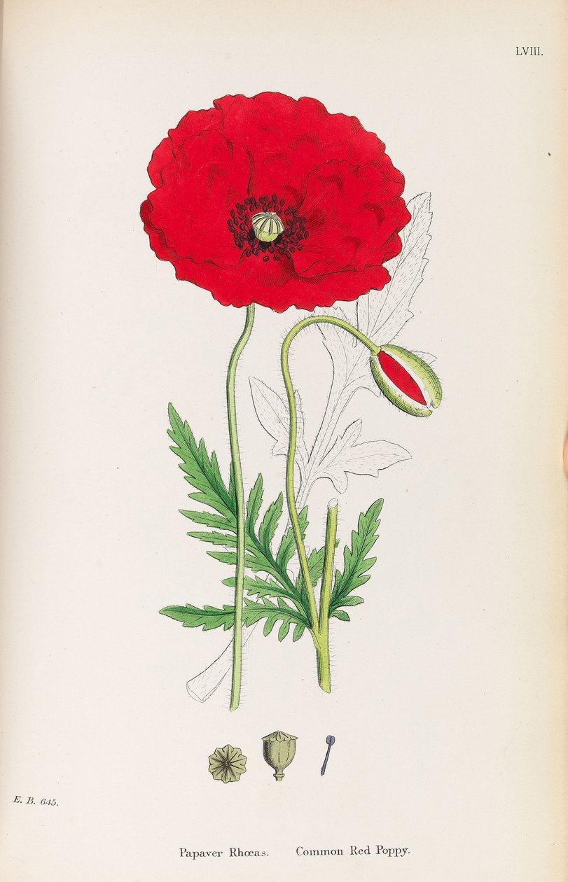 Engelsk botanik, 1790-1800. af James Sowerby