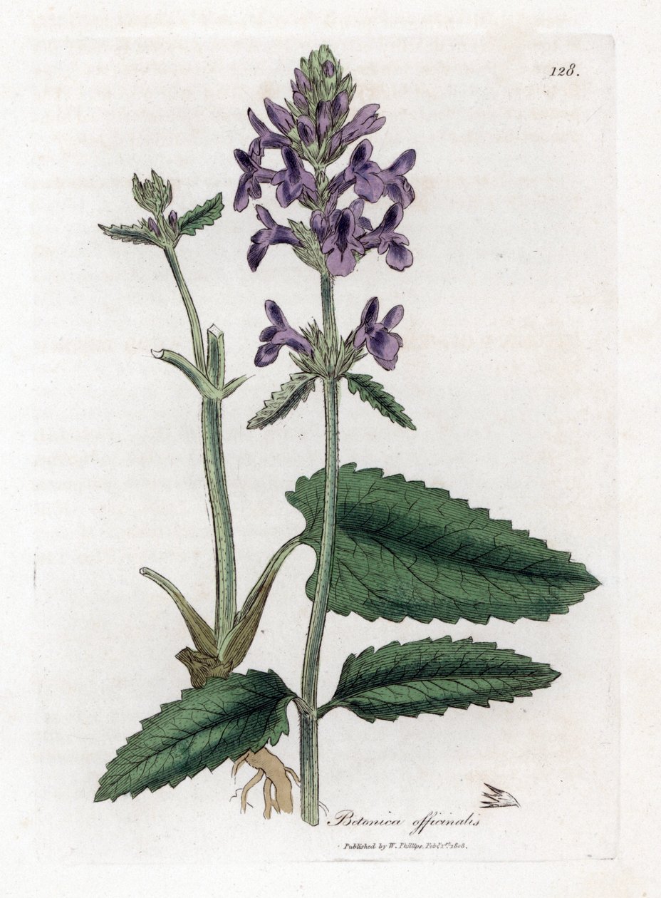 Epiary officinale eller betoine - Træbetony, Stachys officinalis. Håndfarvet kobberstik fra en botanisk illustration af James Sowerby fra William Woodville og Sir William Jackson Hookers "" Medical Botany,"" John Bohn, London af James Sowerby