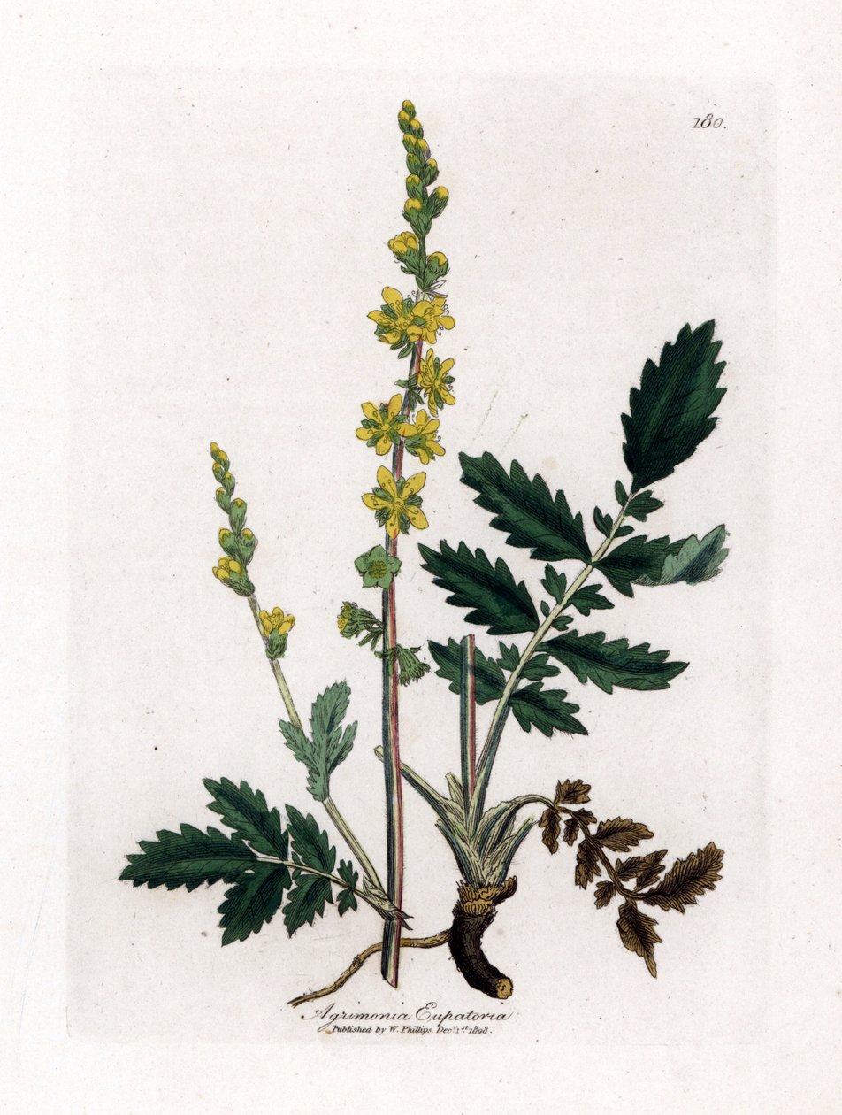Eupatory sour - Agrimony, Agrimonia eupatoria. Håndfarvet kobberstik fra en botanisk illustration af James Sowerby fra William Woodville og Sir William Jackson Hookers "" Medical Botany,"" John Bohn, London af James Sowerby