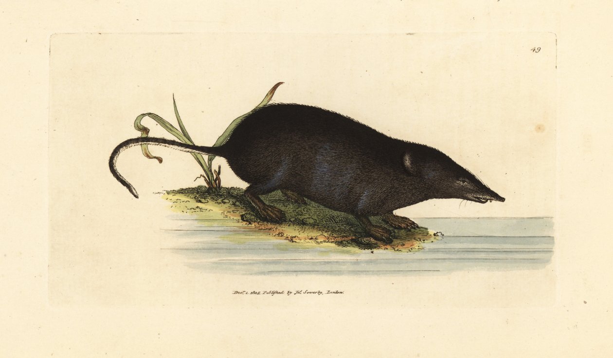 Eurasisk vandspidsmus, Neomys fodiens (Sorex ciliatus, vandspidshalemus). Håndfarvet kobberstik af James Sowerby fra The British Miscellany, eller farvede figurer af nye, sjældne eller lidet kendte dyreemner. af James Sowerby
