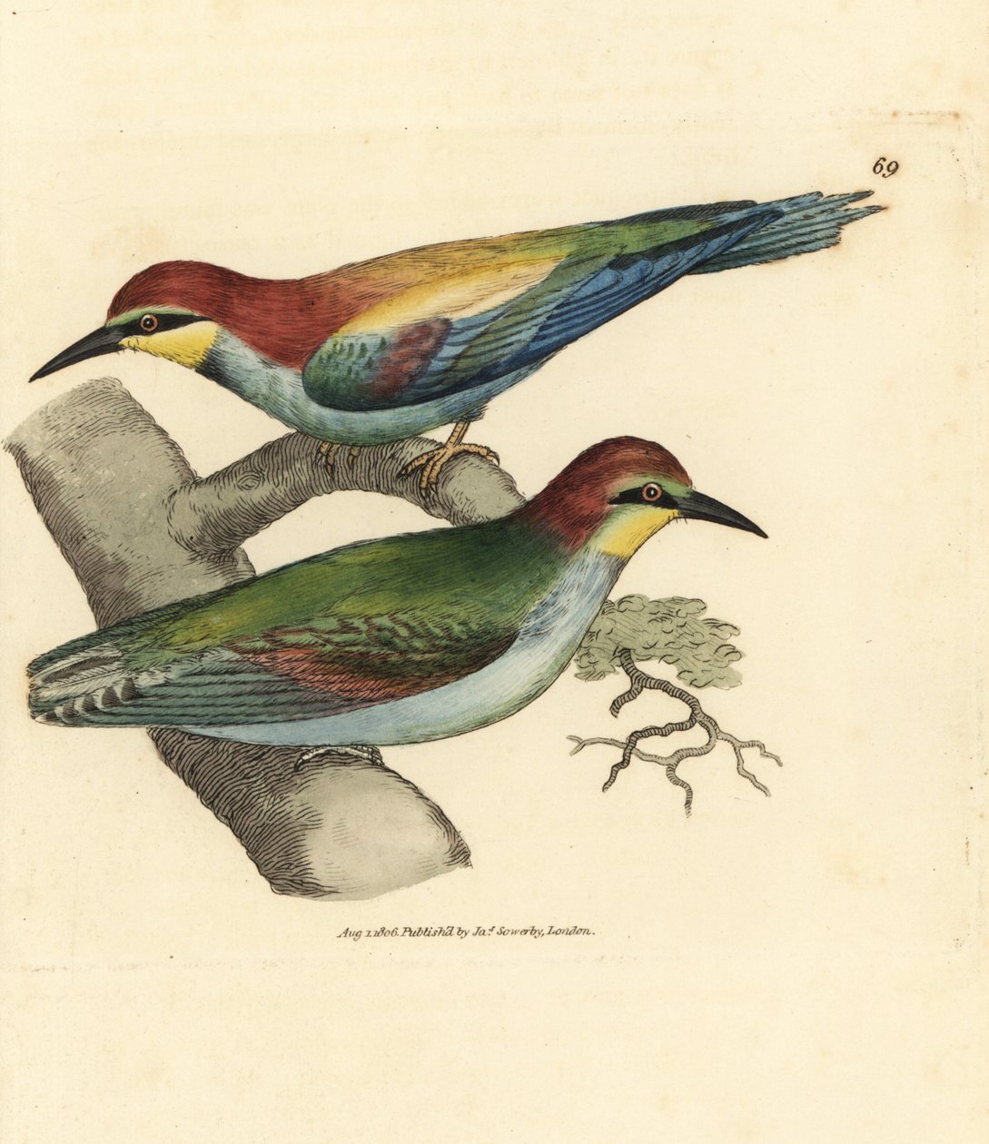 Europæisk biæder, Merops apiaster. Hankøn og hunkøn. Håndfarvet kobberstik af James Sowerby fra The British Miscellany, eller farvede figurer af nye, sjældne eller lidet kendte dyreemner. af James Sowerby