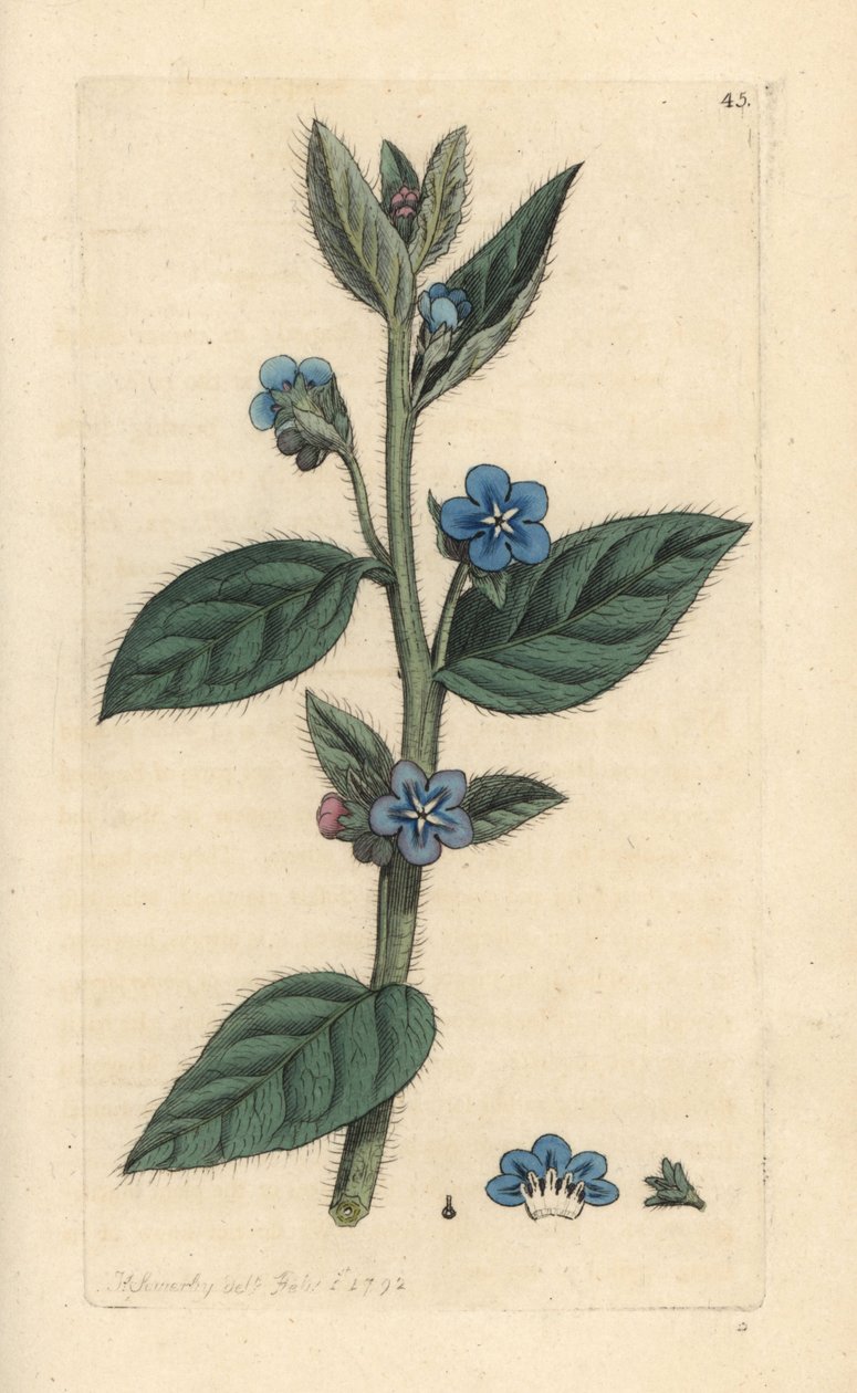 Stedsegrøn bugloss, Pentaglottis sempervirens (Evergreen alkanet, Anchusa sempervirens) Håndfarvet kobberstik efter en illustration af James Sowerby fra James Smith
