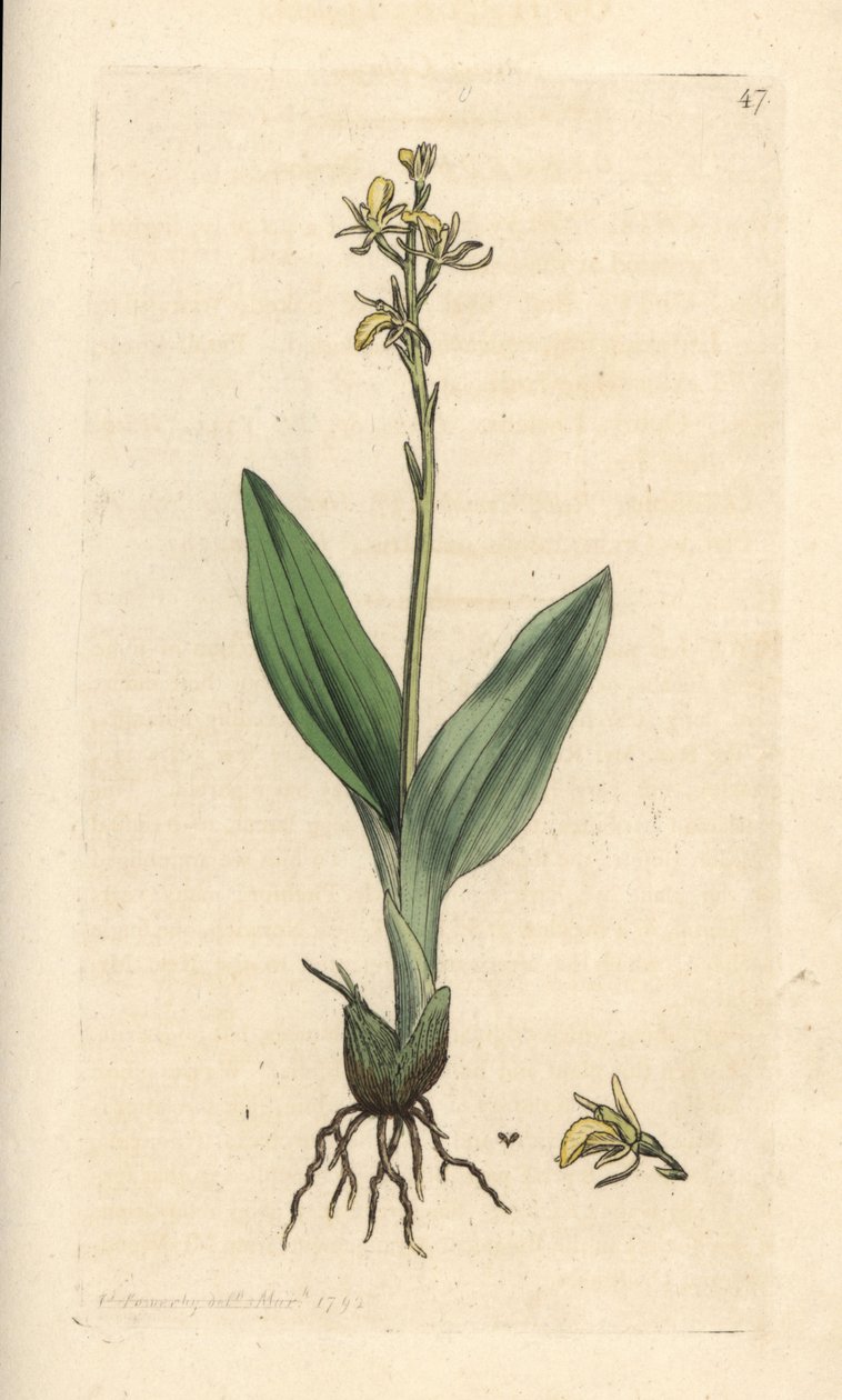 Fen orkidé, Liparis loeselii (Dværg ophrys, Ophrys loeselii). Håndfarvet kobberstik efter en illustration af James Sowerby fra James Smith