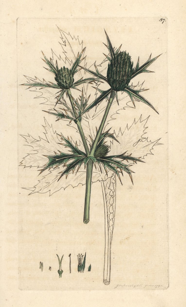 Field eryngo, Eryngium campestre (Panicaut champetre) Håndfarvet kobberstik efter en illustration af James Sowerby fra James Smith