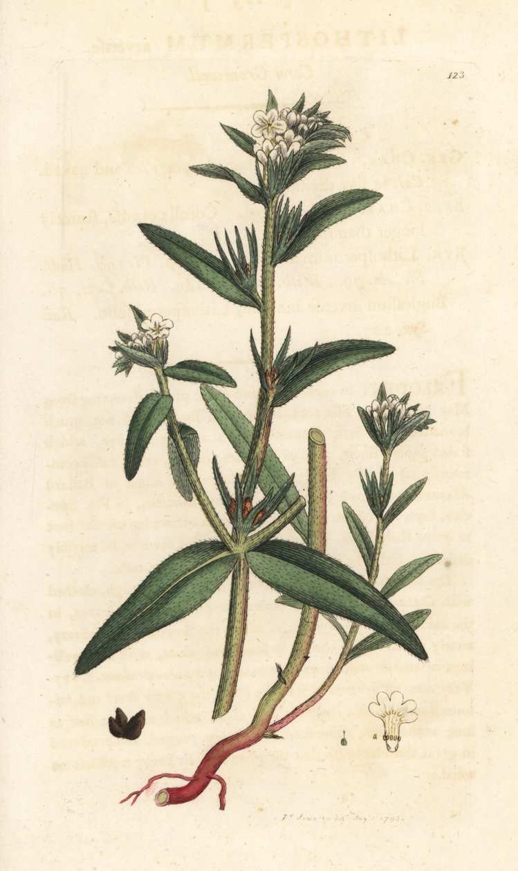 Field gromwell, Buglossoides arvensis (Lithospermum arvense) (Gremil des champs) Håndfarvet kobberstik efter en illustration af James Sowerby fra James Smith