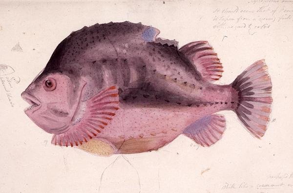 Fisk (akvarel på papir) af James Sowerby