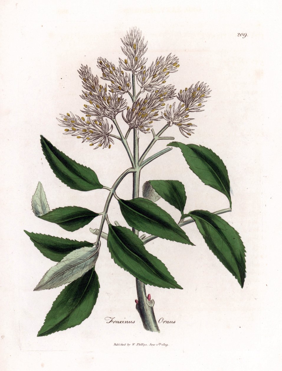 Blomstrende asketræ, Fraxinus ornus. Håndfarvet kobberstik fra en botanisk illustration af James Sowerby fra William Woodville og Sir William Jackson Hookers "" Medical Botany,"" John Bohn, London af James Sowerby