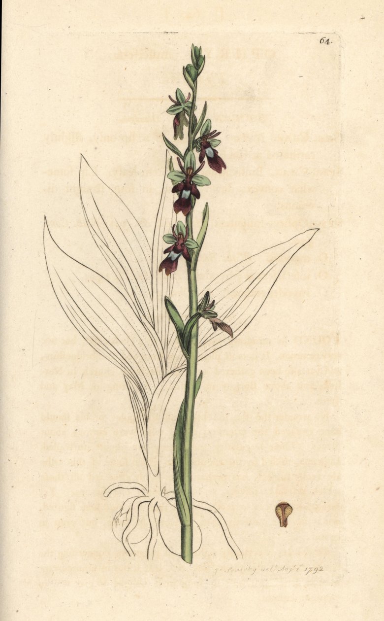 Flueorkidé, Ophrys insectifera (Fly orchis, Ophrys muscifera). Håndfarvet kobberstik efter en illustration af James Sowerby fra James Smith