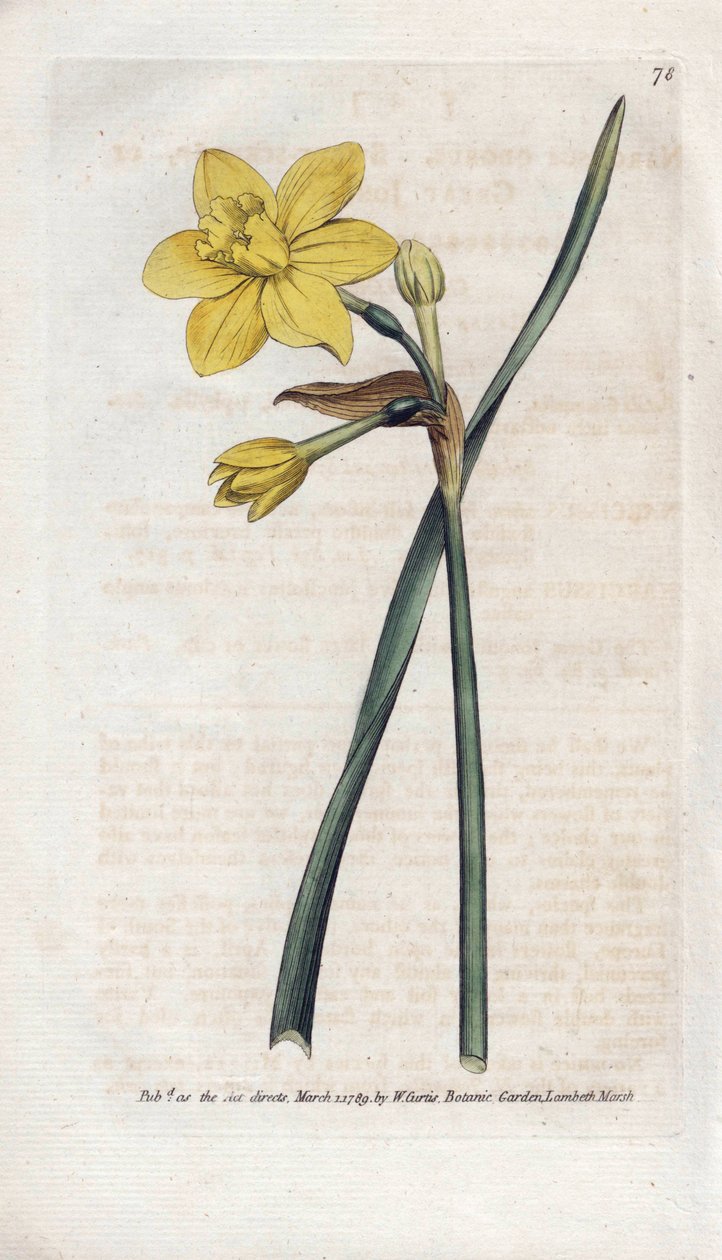 Duftende påskelilje eller duftende narcisser - Litografi af James Sowerby (1757-1822), fra Botanical Magazine af William Curtis (1746-1799) af James Sowerby